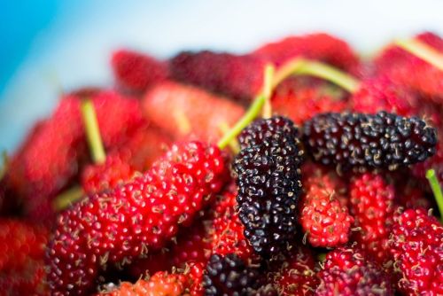mulberry-2242901_1280