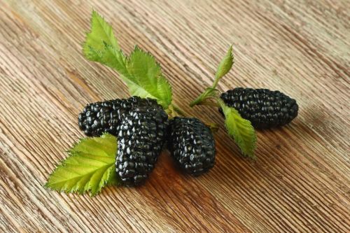 mulberry-3438787_1280