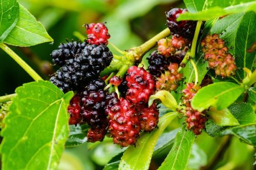 mulberry-4814434_1280