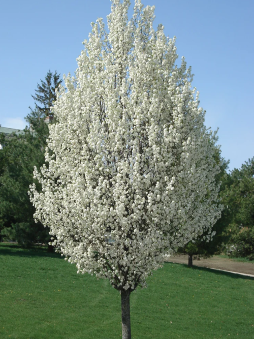okrasná hruška