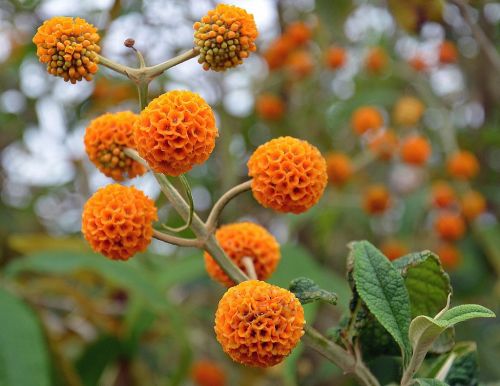 Buddleja Globosa Orange Ball