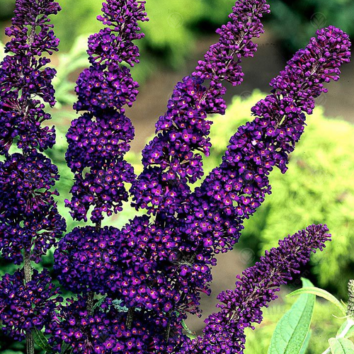 Buddleja Davidii Black Knight