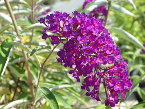 Budleja Dávidova Nanho Purple