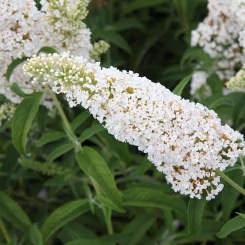 Buddleja Davidii White Profusion