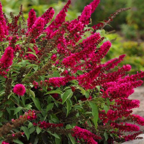 Budleja Dávidova Royal Red