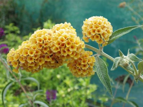 Budleja weyeriana Sungold
