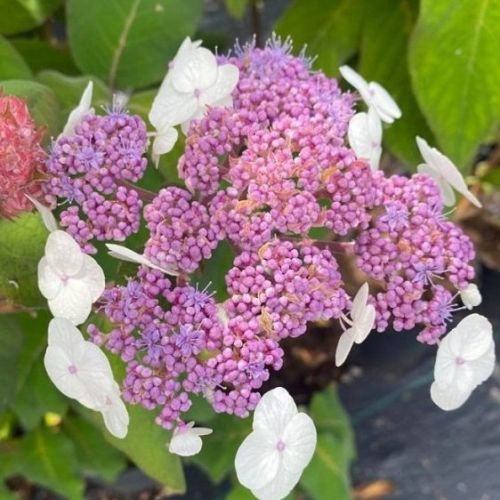 Hortenzia dubolistá (Hydrangea quercifolia)
