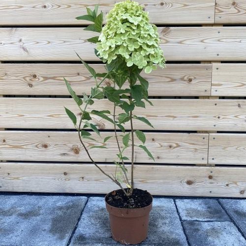 Hortenzia metlinatá (Hydrangea paniculata)