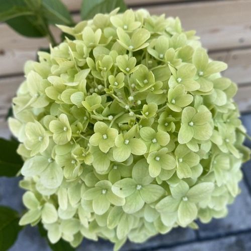 Hortenzia metlinatá (Hydrangea paniculata)