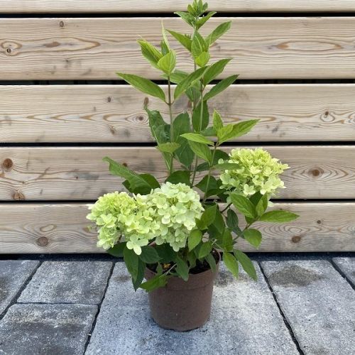Hortenzia metlinatá (Hydrangea paniculata)