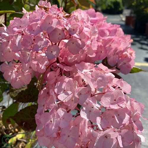Hortenzia kalinolistá (Hydrangea macrophylla)