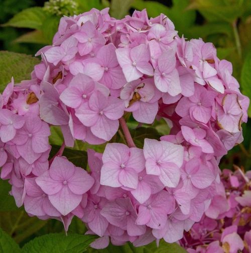 Hortenzia kalinolistá (Hydrangea macrophylla)