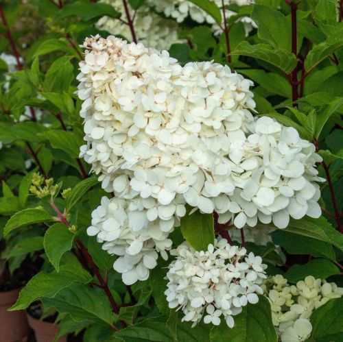 Hortenzia stromčeková (Hydrangea arborescens)