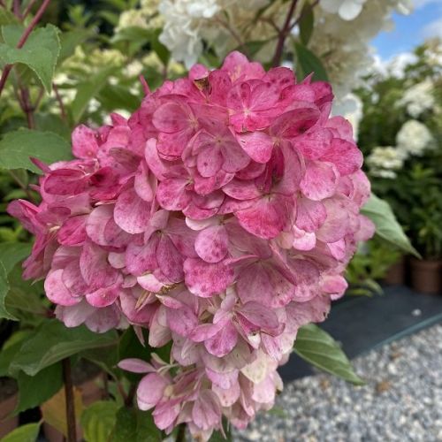 Hortenzia metlinatá (Hydrangea paniculata)