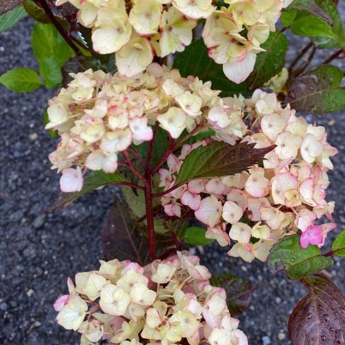 Hortenzia metlinatá (Hydrangea paniculata)