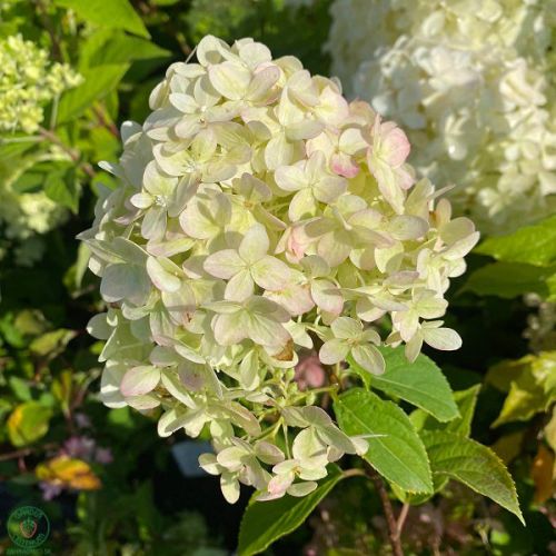 Hortenzia metlinatá (Hydrangea paniculata)