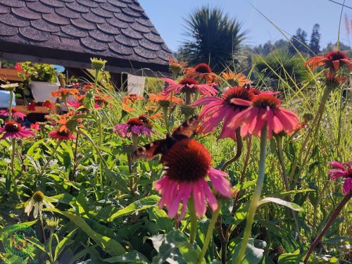 Echinacea je známa svojimi krásnymi kvetmi, ktorými si podmanila nejedného záhradného nadšenca. Je d