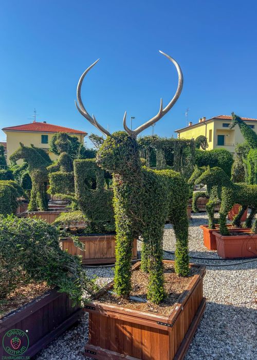 Tvarované dreviny, známe aj ako topiary, sú umelci druhov stromov alebo kríkov, ktoré sú upravené na