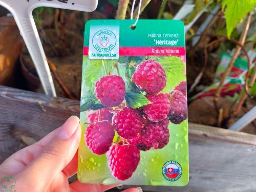 Malina červená remontantná (Rubus idaeus) ´HERITAGE´