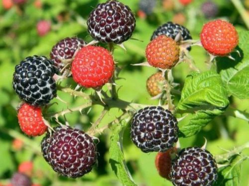 Malina čierna (Rubus idaeus) ´BRISTOL´