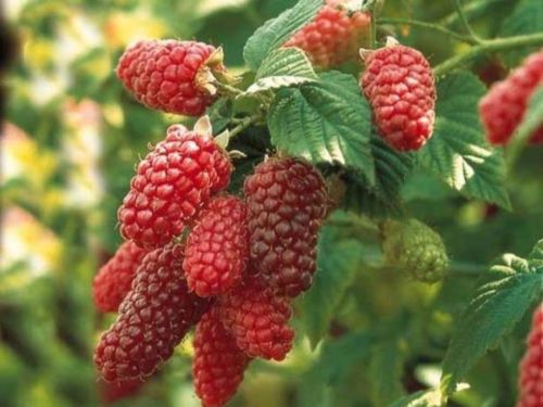 Malinočernica (Rubus fruticosus) ´BUCKINGHAM TAYBERRY´