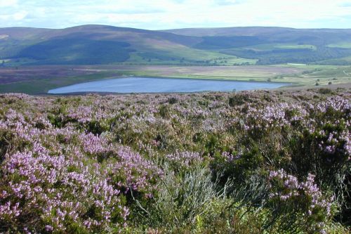 Heather-Moorland-1_YDNPA