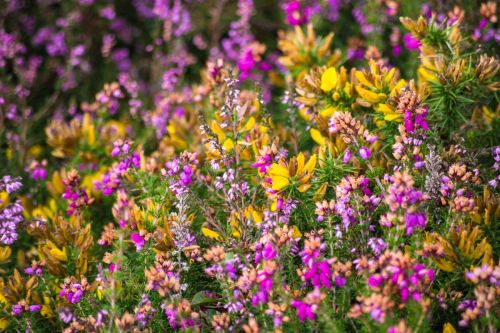 exmoor-3809656_1920