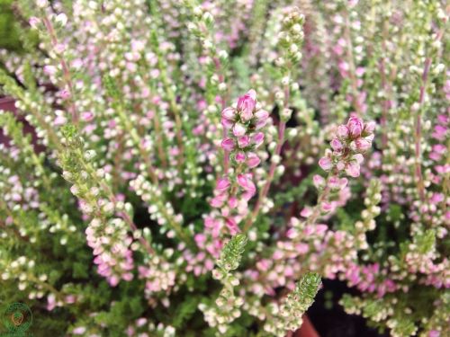 calluna-vulgaris-dark-beauty