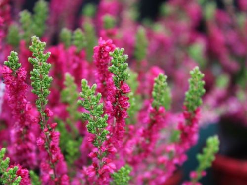 calluna