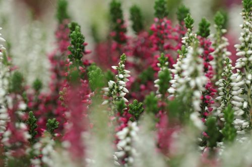 heather-plants-5753204_1280