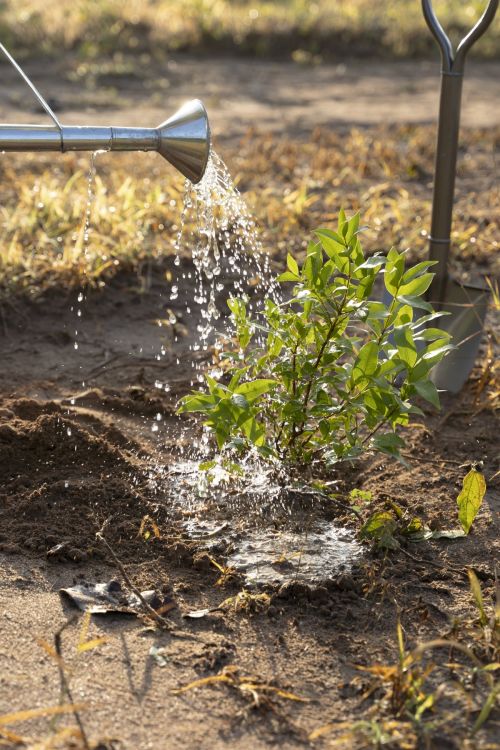 person-watering-plant