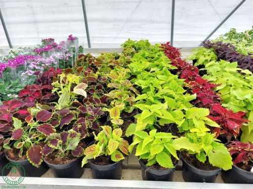 Koleus (Plectranthus scutellarioides) je rastlina, ktorá je populárna pre svoje farebné a pestrofare