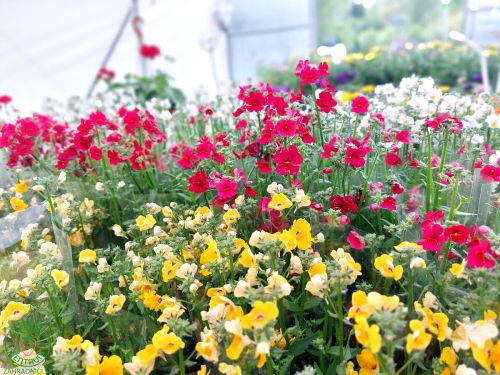 Nemesia je elegantná a pôvabná letnička, ktorá pridáva farebný a voňavý prvok do záhrady, balkóna al