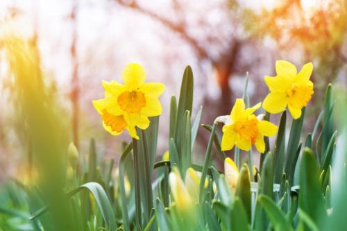 Medzi vhodné jarné cibuľoviny patrí nádherný a nepriehľadnuteľný narcis.