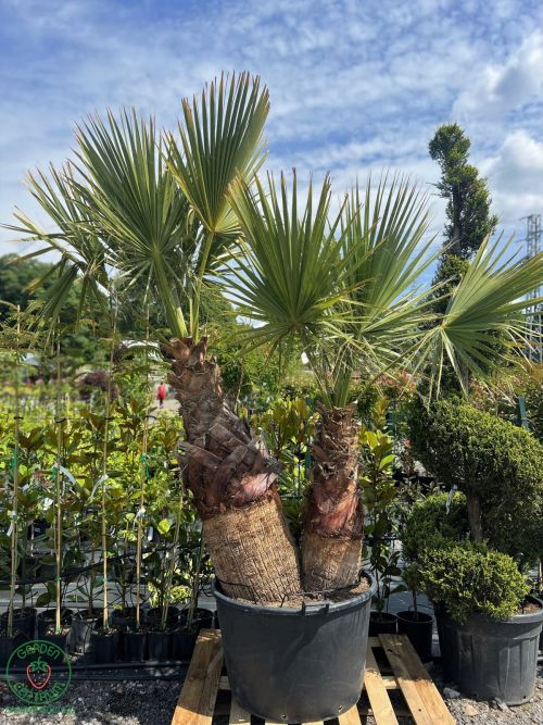 Washingtonia-filifera