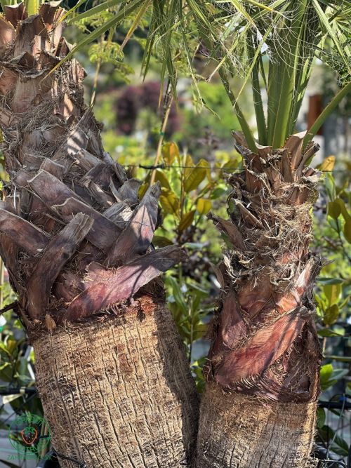 Washingtonia-filifera-dvojkmen