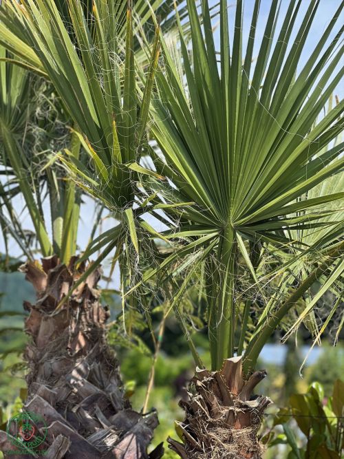 palma-washingtonia-filifera