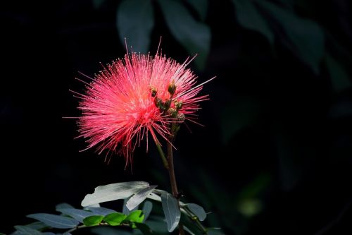 albizia-julibrissin-531760_1280