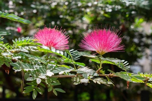 flower-4571370_960_720