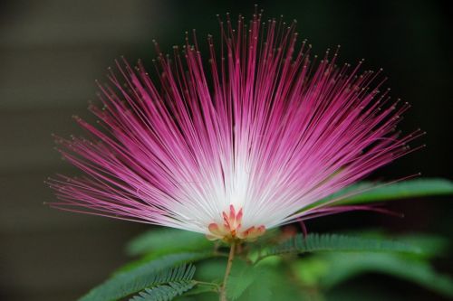 flower-6643426_1280