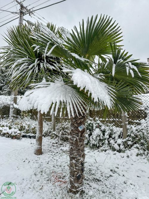Trachycarpus fortunei
