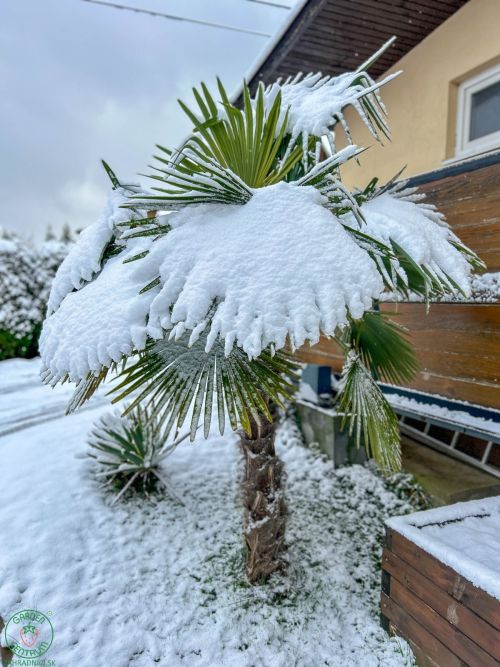 Trachycarpus fortunei