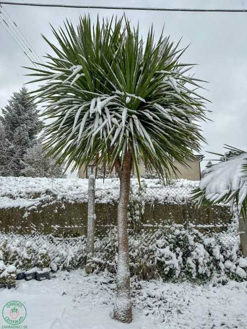 Cordyline Australis