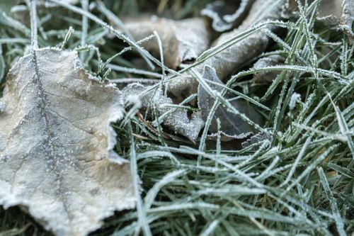 grass-leaves-were-frozen-with-morning-frost-light-rising-sun-early-cold-morning