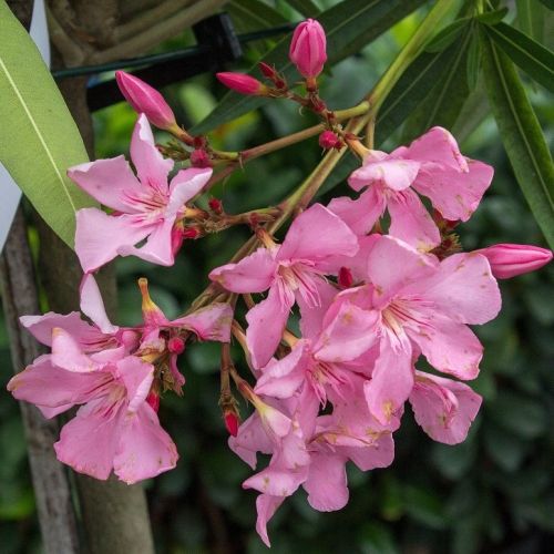 oleander_2