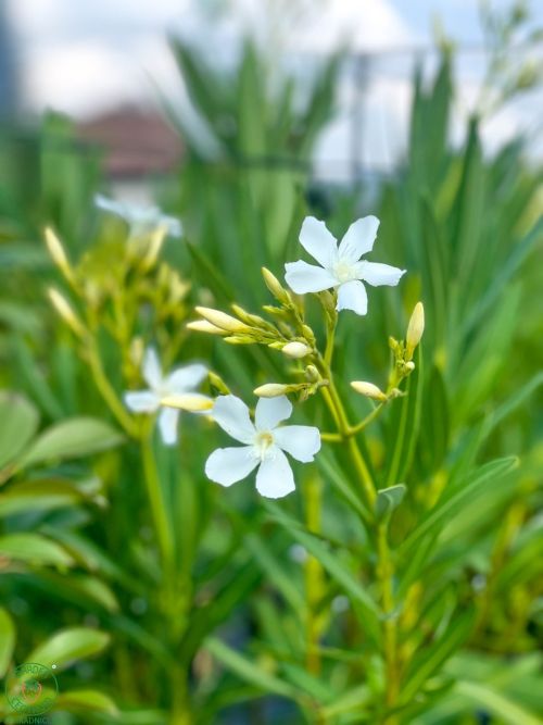 oleander_5