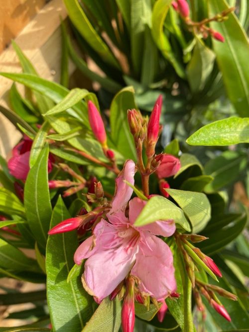 oleander_7