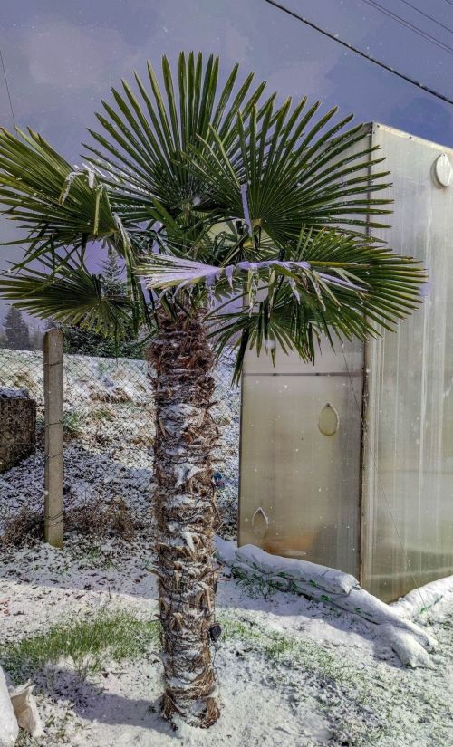 zasnezena-palma-2