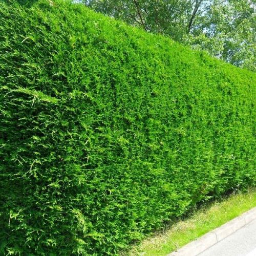Cupressocyparis-leylandii-zivy-plot