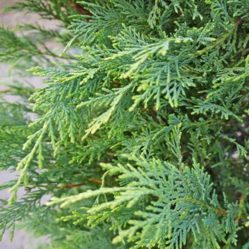 cyprustek-leylandsky-vetva